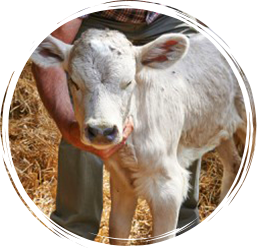 Calf